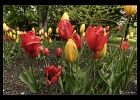 08.Tulipan-BritzerGarten